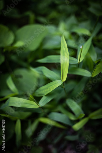 Natural background of long grass stems