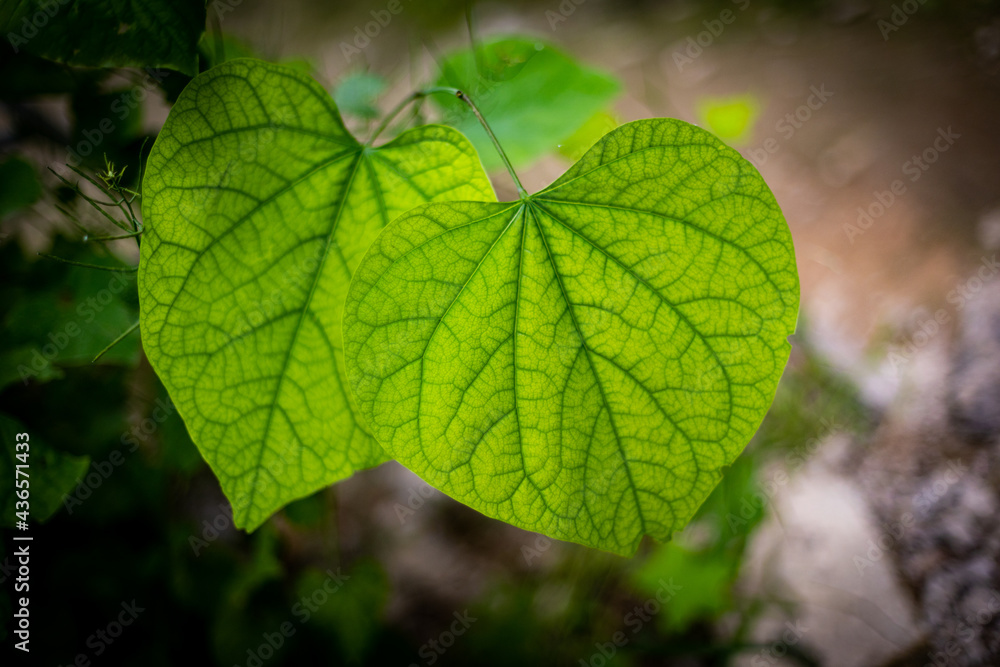 A leaf in focus in yellow green color with dark green veins A leaf in focus in yellow green color with dark green veins