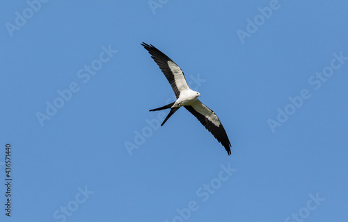 Swallow tailed kite Elanoides forficatus bird against a blue sky