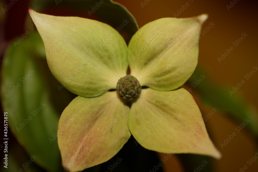 White flower blossom close up cornus kousa family cornaceae botanical modern background high quality big size print White flower blossom close up cornus kousa family cornaceae botanical modern background high quality big size print