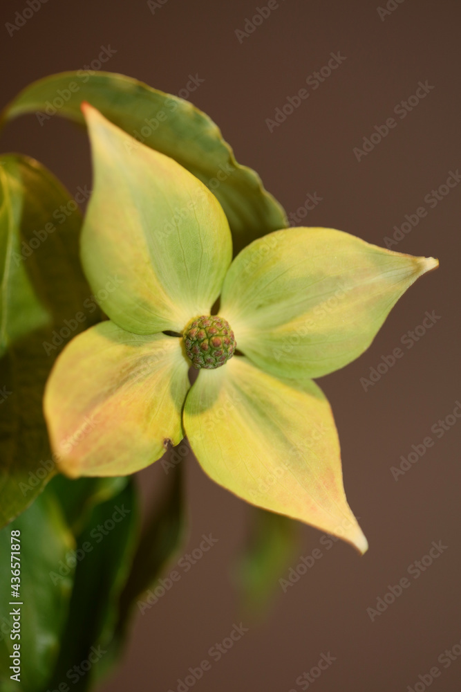 White flower blossom close up cornus kousa family cornaceae botanical modern background high quality big size print White flower blossom close up cornus kousa family cornaceae botanical modern background high quality big size print