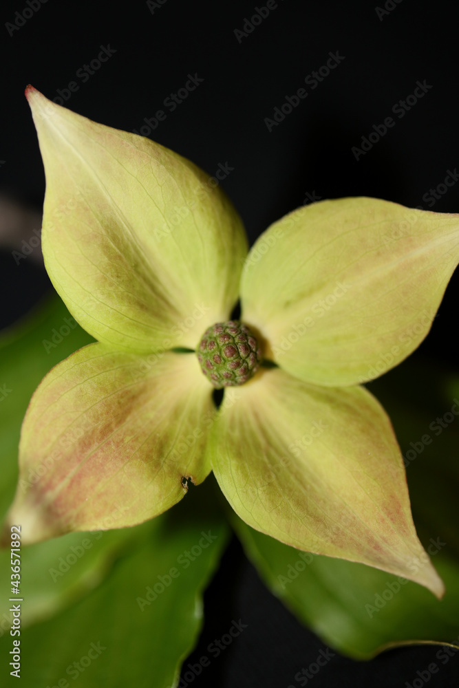 White flower blossom close up cornus kousa family cornaceae botanical modern background high quality big size print White flower blossom close up cornus kousa family cornaceae botanical modern background high quality big size print
