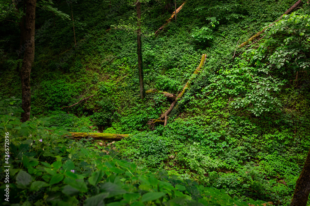 Fallen trees laying over bushes and forest vegetation leaves on a slope of a creek Fallen trees laying over bushes and forest vegetation leaves on a slope of a creek