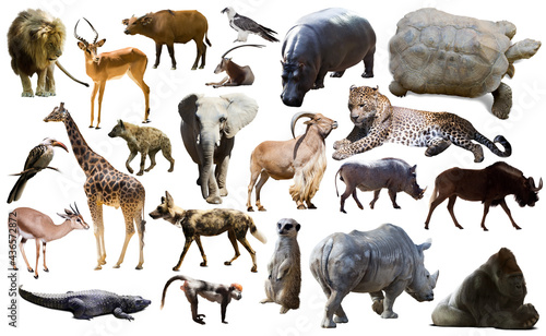 Collage with African mammals and birds isolated over white background © JackF