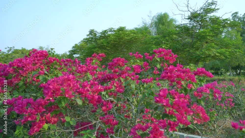 Flowers and trees on side of streets at Kish Island, Iran Flowers and trees on side of streets at Kish Island, Iran
