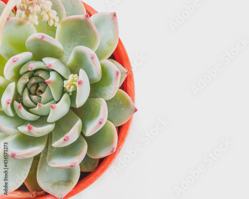 Part of succulent plant Echeveria on the left of the image. Copy space for text to the right of the photo. White background. For design. photo