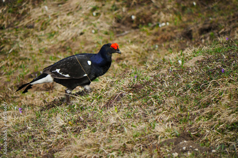 male black grouse (Lyrurus tetrix) in spring male black grouse (Lyrurus tetrix) in spring