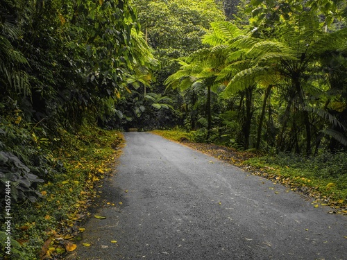 photo of a road that passes through a beautiful and cool natural landscape of tropical forest.