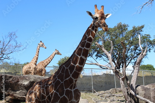 Photography giraffe on the beach