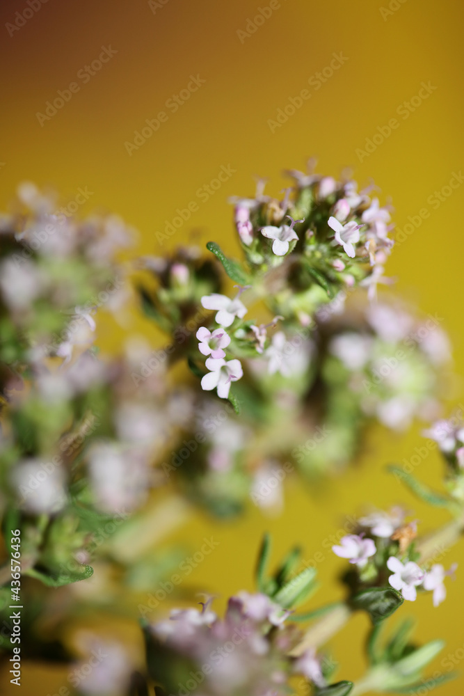 Small aromatic flower blossoming close up thymus vulgaris family lamiaceae background high quality big size print