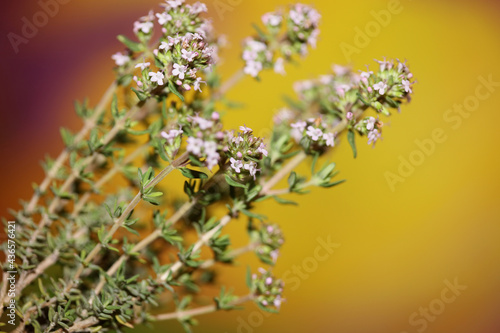 Small aromatic flower blossoming close up thymus vulgaris family lamiaceae background high quality big size print