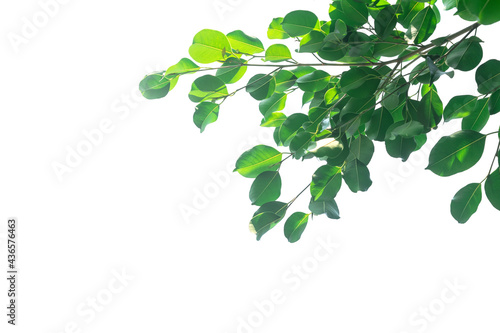 Leaf and leaves branch isolated on white
