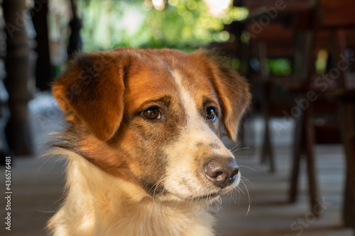 A beautiful close up of a dog in Laos