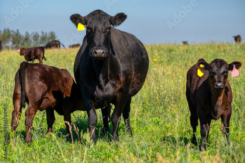 A black angus cow and calf graze on a green meadow.