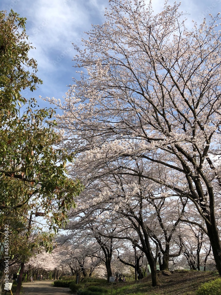 trees in spring