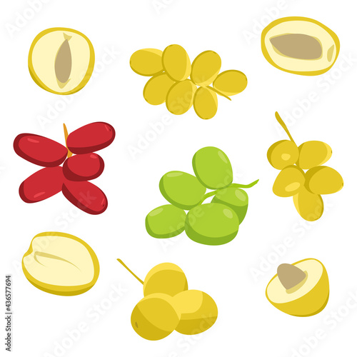set of Illustration Kurma young arab date fruits ramadan iftar vector compilation. young dates icon