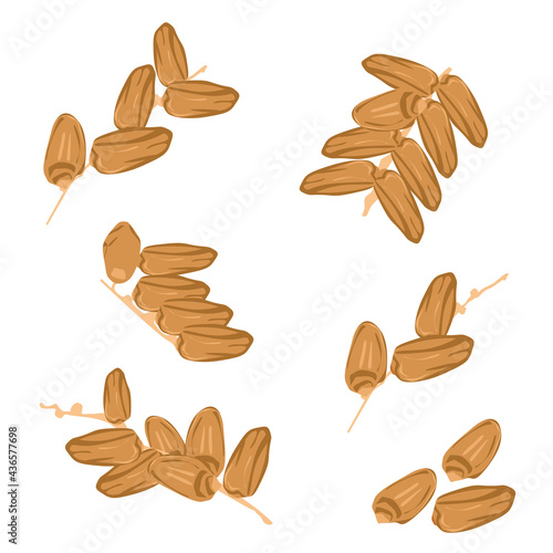 Collection of illustration dates with stems, ramadan date palm compilation date dates vector iftar