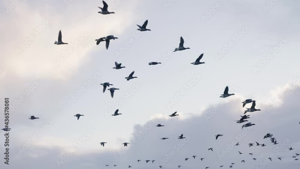 A flock of geese in flight in slow motion over a grassy plain in Holland. A flock of geese in flight in slow motion over a grassy plain in Holland.