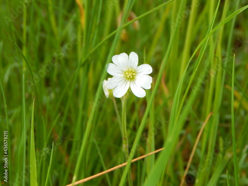 white flower on grass