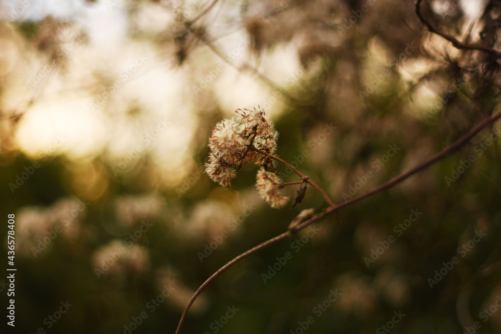 planta planta