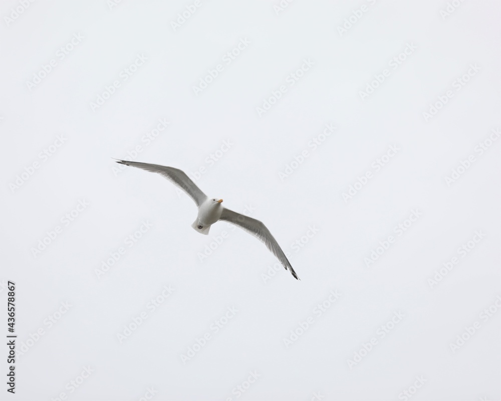 Obraz premium A Seagull Along the Coast of Maine's Wells Beach
