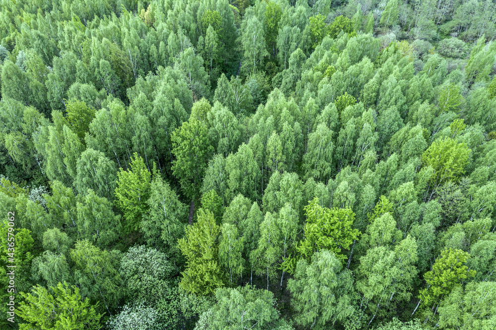 aerial view of spring forest landscape. natural green background. drone photography. aerial view of spring forest landscape. natural green background. drone photography.