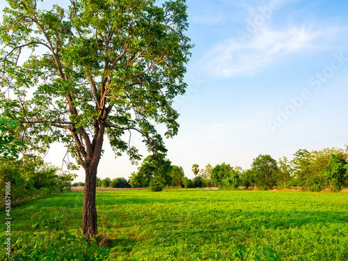Green rural nature field background. Tree with natural landscape on blue sky background with copy space.