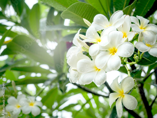 White Plumeria flowers bouquet, white and yellow color with water drops after raining. Group of blossoming Frangipani flower and green leaves on the tree branch.