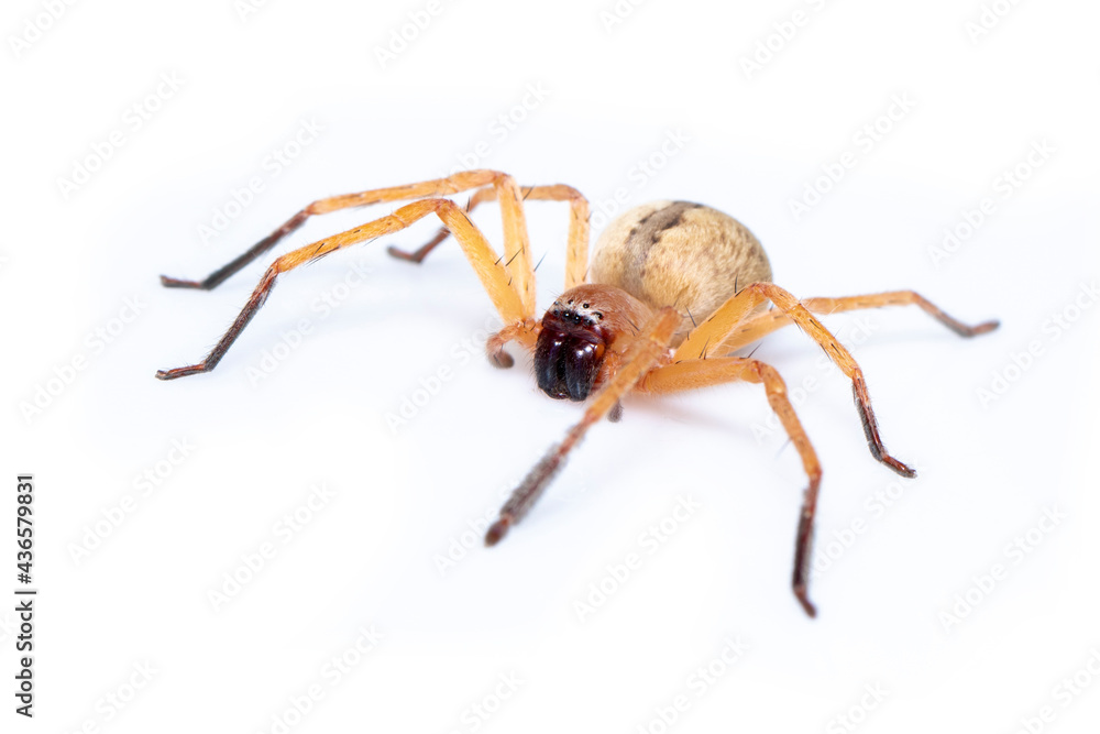 Image of Huntsman spider (Olios sp.) is a family of Sparassidae on white background. Insect. Animal. Image of Huntsman spider (Olios sp.) is a family of Sparassidae on white background. Insect. Animal.