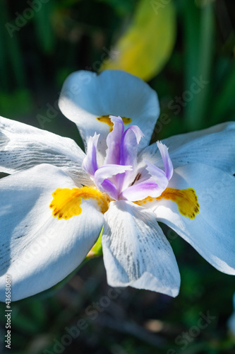 Blooming day orchid photo