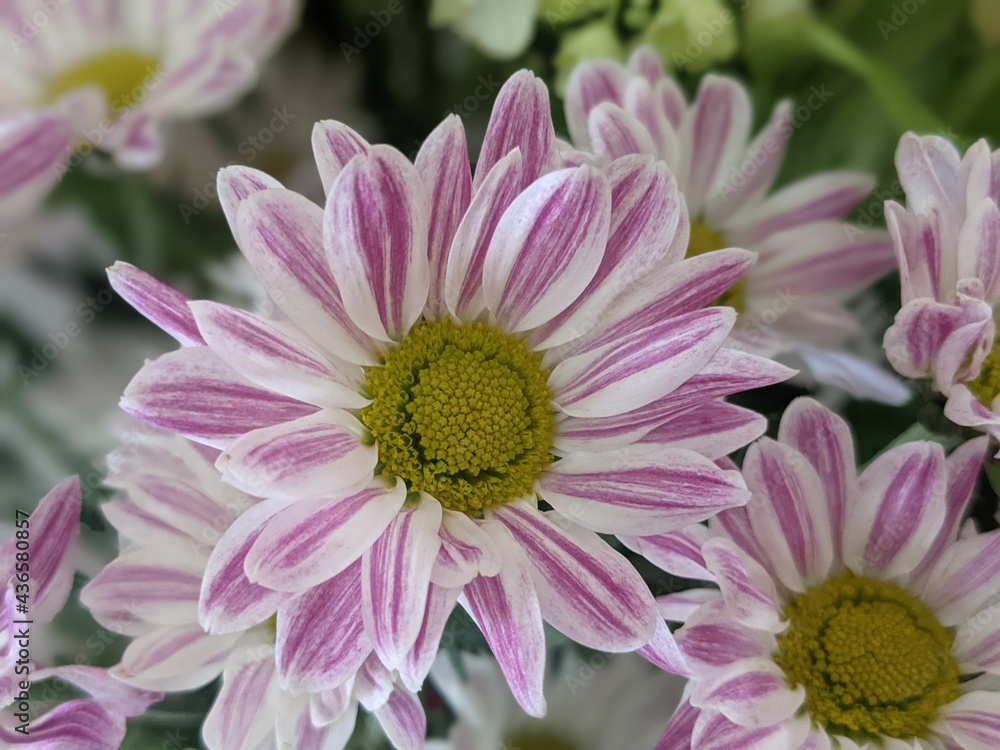 Obraz premium Chrysanthemum_Purplewhite