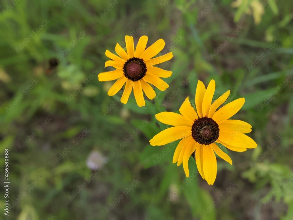 Fototapeta premium Wildflower_Black-eyed Susan