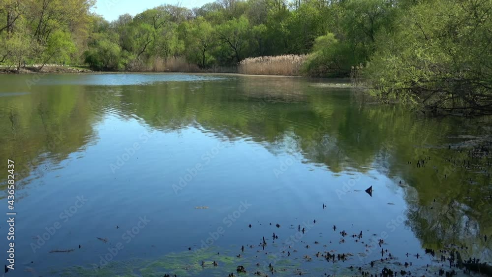 Peaceful lake in early Spring, shimmering water under blue sky, surrounded by green trees. Peaceful lake in early Spring, shimmering water under blue sky, surrounded by green trees.