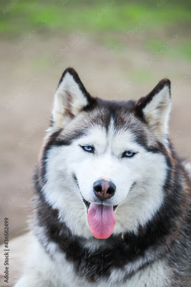Portrait of the Siberian husky. Friendship forever. . High quality photo Portrait of the Siberian husky. Friendship forever. . High quality photo