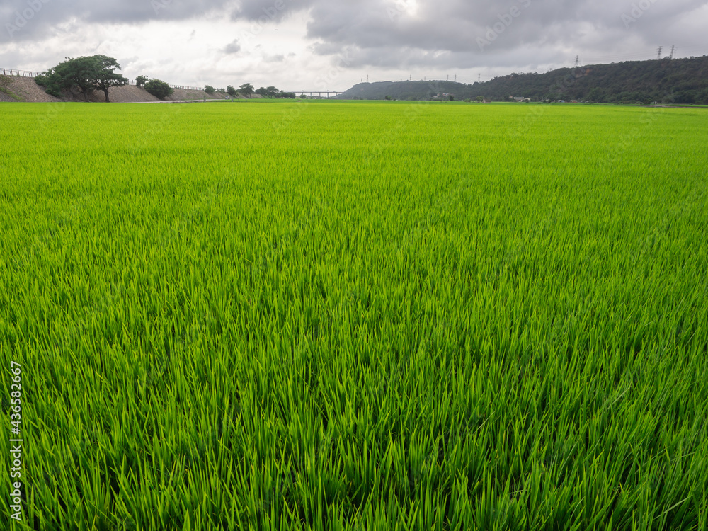 Fototapeta premium Wide and green paddy field, Taiwan