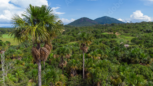 Aerial view of native Buriti palm in the middle of the Amazon rainforest. Buritizal. photo