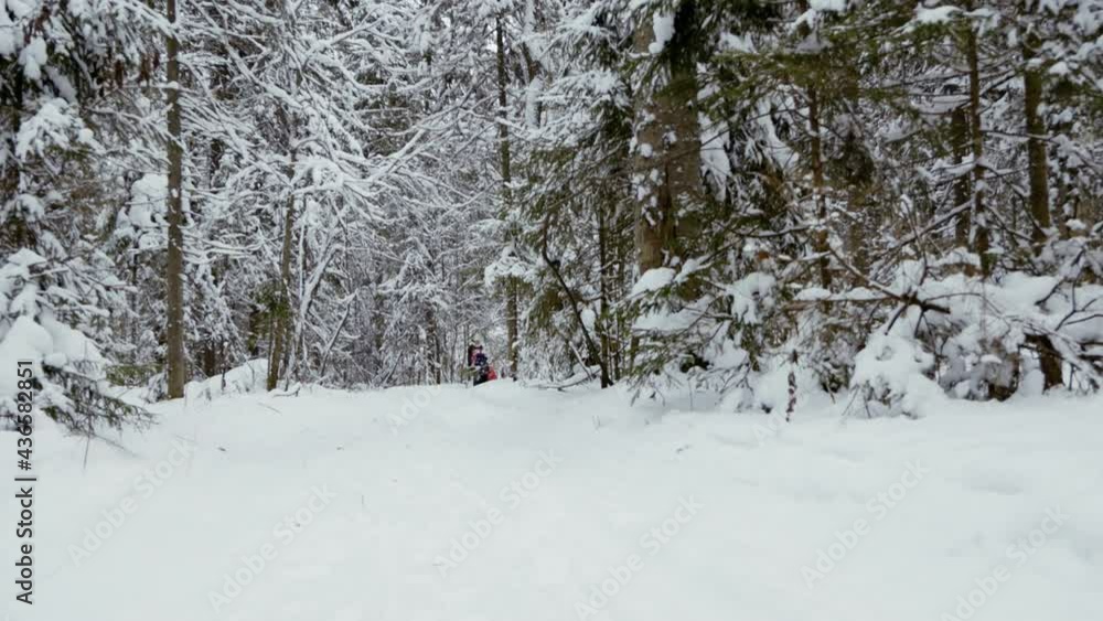 Winter walk in the snowy forest. Flight over the forest trail Winter walk in the snowy forest. Flight over the forest trail