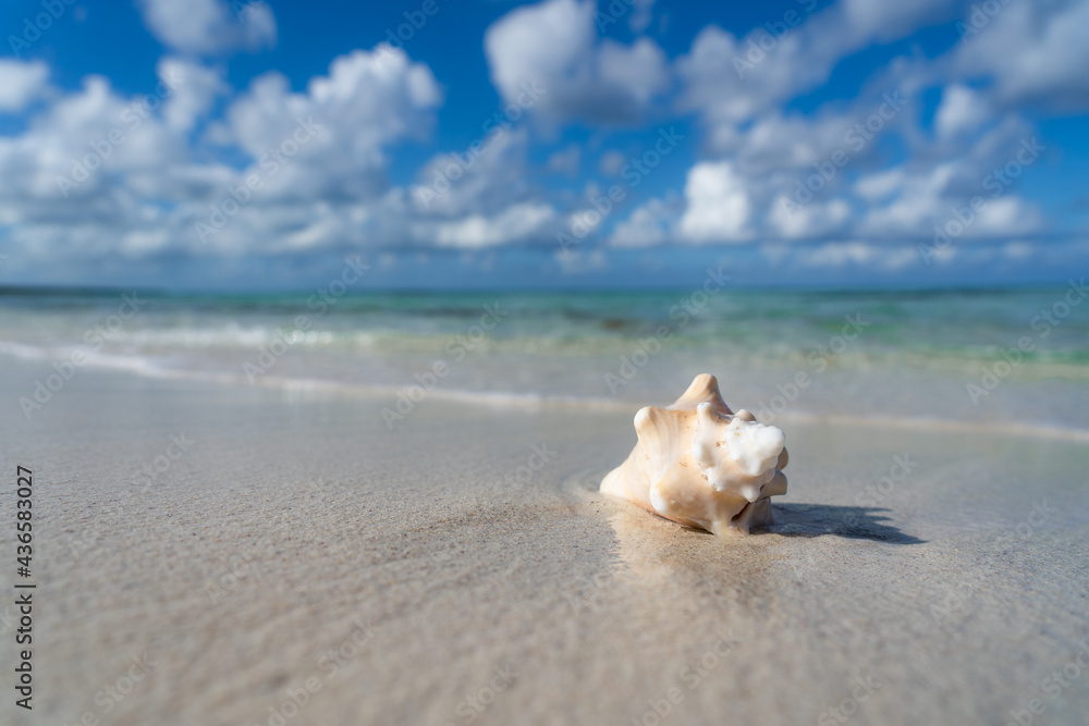 Seashell on the white sand beach, blue sky and copy space. Vacation and travel concept Seashell on the white sand beach, blue sky and copy space. Vacation and travel concept