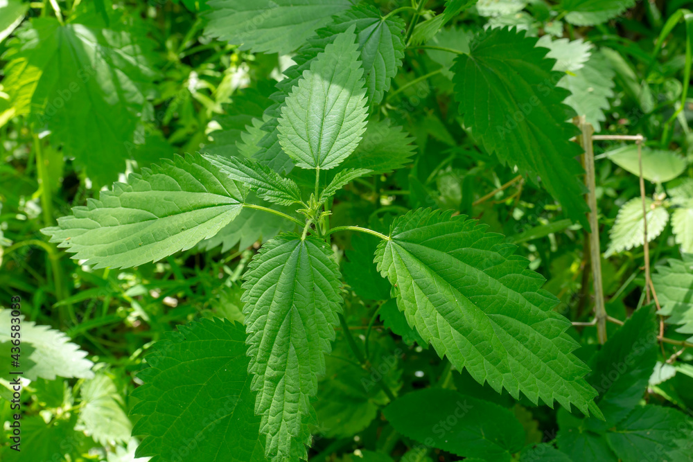 Stinging nettle. Green bushes of nettle close-up. Urtíca dióica. Stinging nettle. Green bushes of nettle close-up. Urtíca dióica.