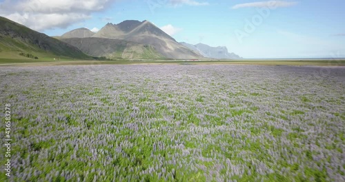 Aerial view over field of alaskan (nootka) lupine
Drone view over field of alaskan (nootka) lupine (Lupinus nootkatensis) plant on iceland
 photo