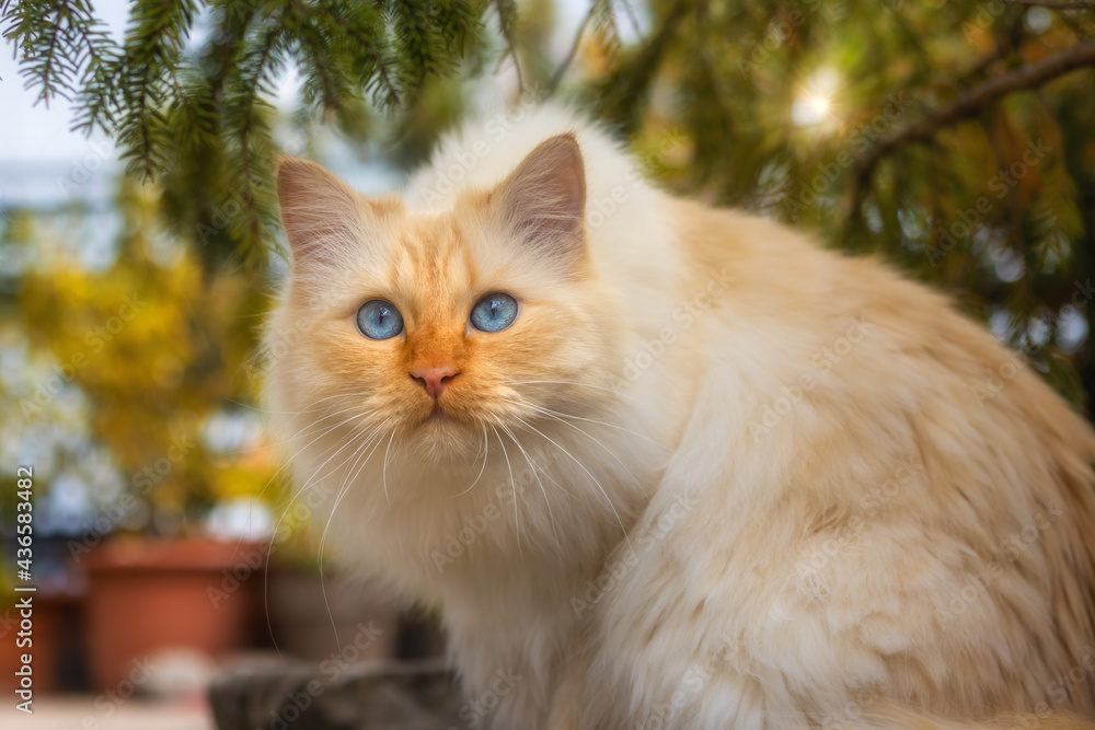 Fototapeta premium Beautiful fluffy white cat with blue eyes sitting under a fir tree in backlight