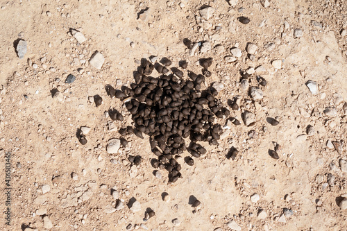 tiny brown pellets make up the fresh scat of a Dorcas gazelle gazella dorcus east of Arad in the South Judean Desert in Israel