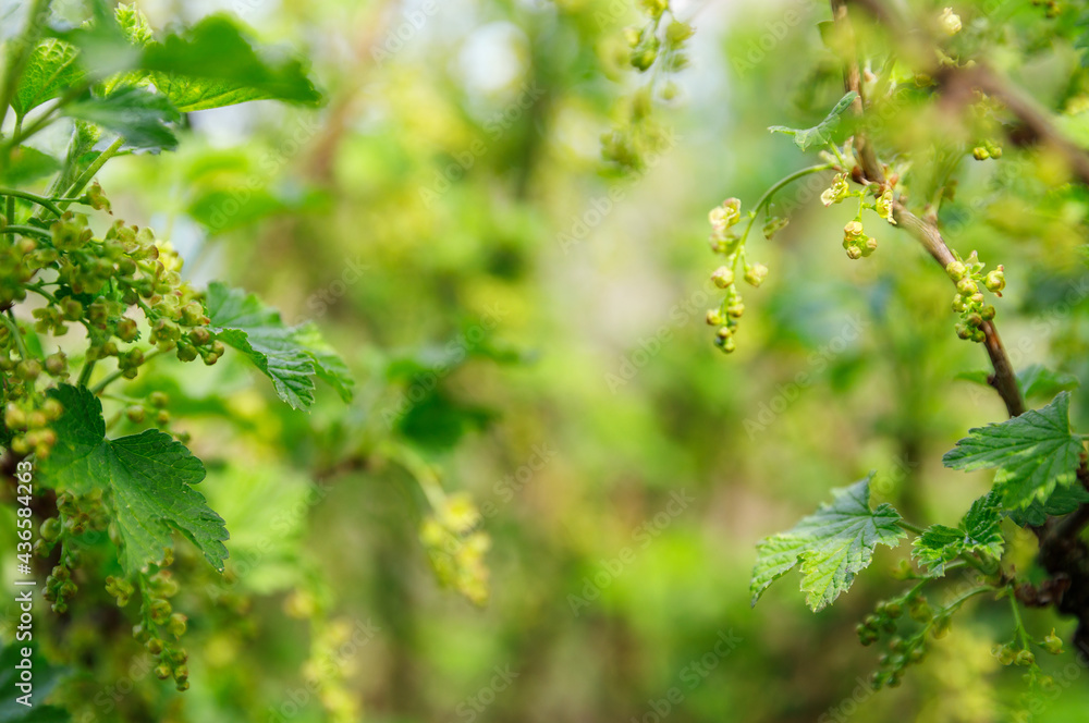 green leaves background