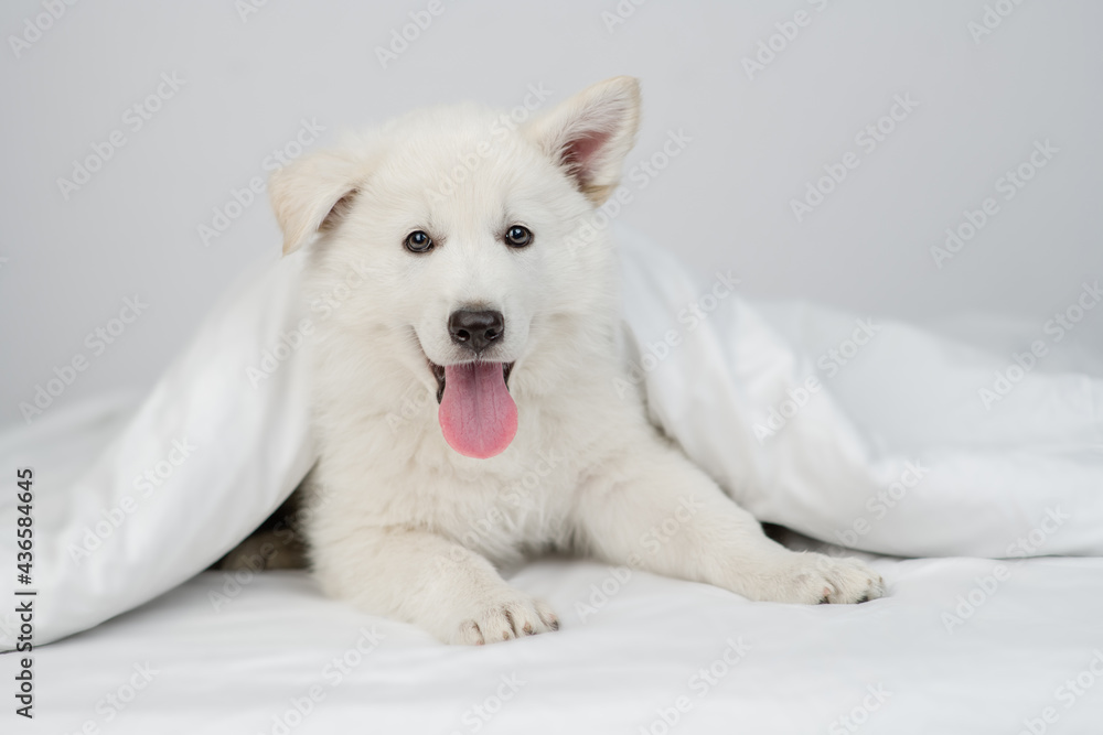 Happy Swiss shepherd puppy lying  under white warm blanket on a bed at home