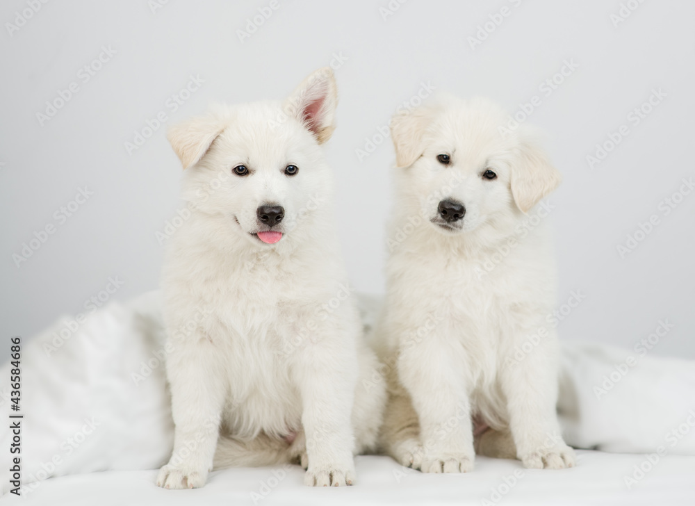 Two White swiss shepherd puppies sit together under warm blanket on the bed at home