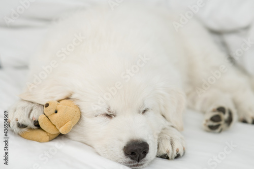 White Swiss shepherd puppy hugs favorite toy bear and sleeps under white warm blanket on a bed at home