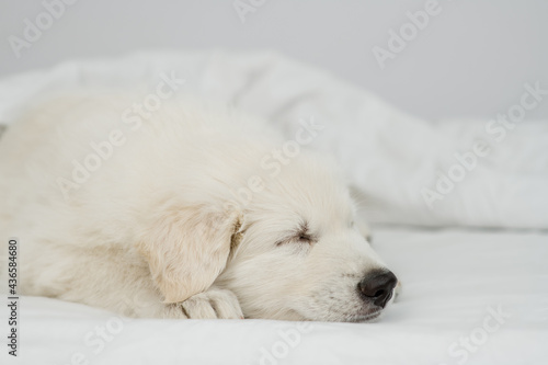 White Swiss shepherd puppy sleeps under white warm blanket on a bed at home