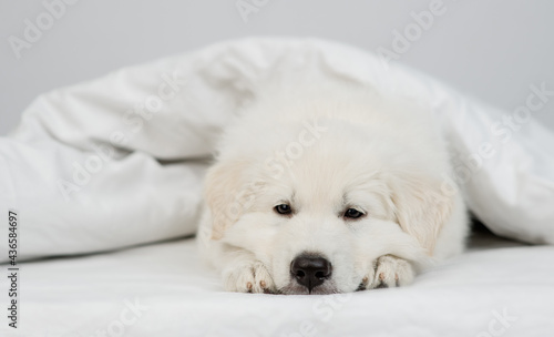 Sad Swiss shepherd puppy lying under white warm blanket on a bed at home