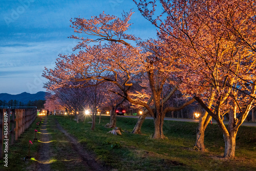 春の浦河町 優駿さくらロードの夜桜 