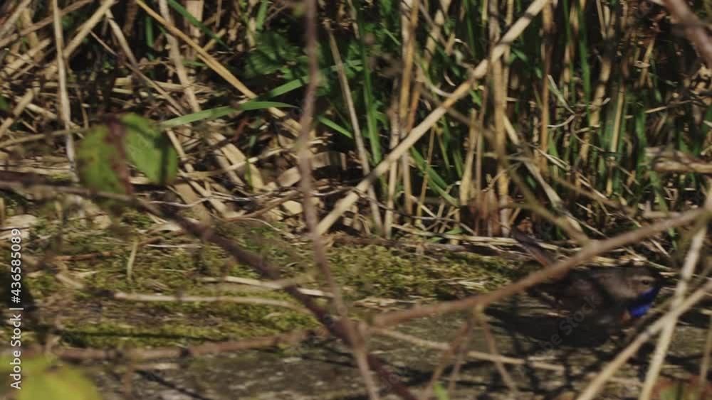 bluethroat migratory bird skipping under grassy vegetation. birdwatching bluethroat migratory bird skipping under grassy vegetation. birdwatching
